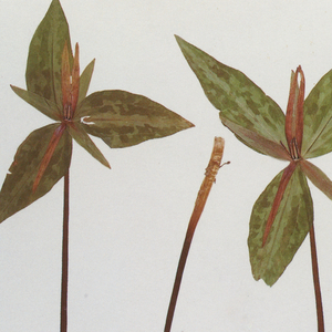 侵犯小太正Gay初精❌❌视频
